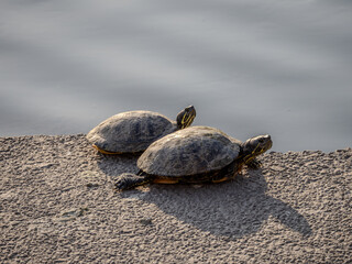 二匹並んでいる亀