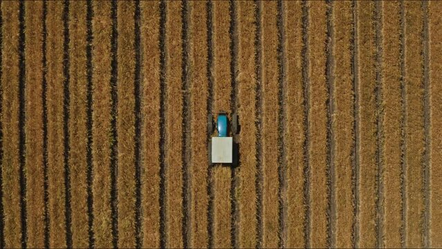 Tractor atravesando sembradio en mexico