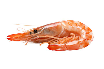 Close Up of a Shrimp on White Background. on a White or Clear Surface PNG Transparent Background.