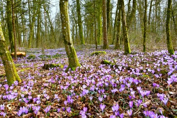 Temperate, deciduous hornbeam (Carpinus betulus) forest with purple spring crocus (Crocus vernus) flowers covering the ground