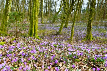 Fototapeta premium European hornbeam forest in spring with purple spring crocus (Crocus vernus) flowers covering the ground