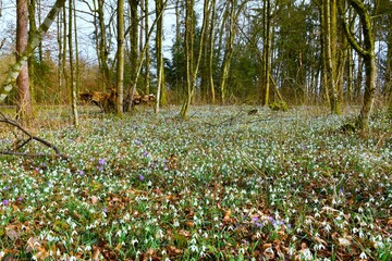 European temperate, deciduous forest with white snowdrop (Galanthus nivalis) spring flowers on the...