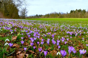 Field with purple spring crocus (Crocus vernus) and white snowdop (Galanthus nivalis) flowers
