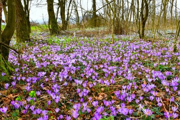 Purple spring crocus (Crocus vernus) flowers covering the forest floor