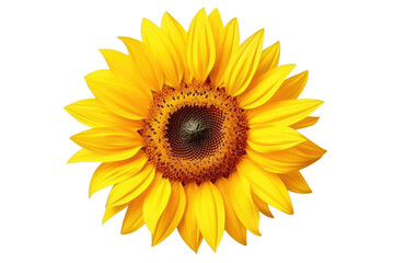 Large Sunflower Against White Background. on a White or Clear Surface PNG Transparent Background.