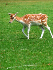 Daim dans un parc