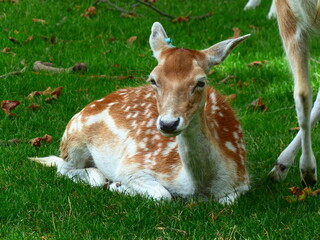 Daim dans un parc