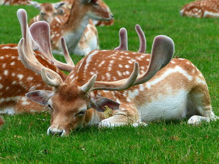 Daims dans un parc