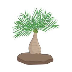 palm illustration