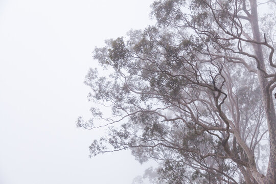 Twisting gum tree branches shrouded in mist and fog on cold morning