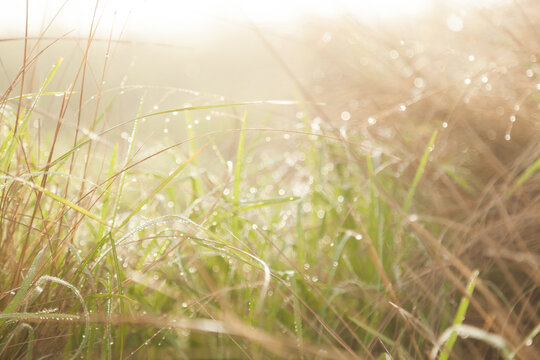 Dew on grass in paddock with sun through thick mist