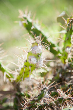 Cochineal insect biological control on tiger pear weed