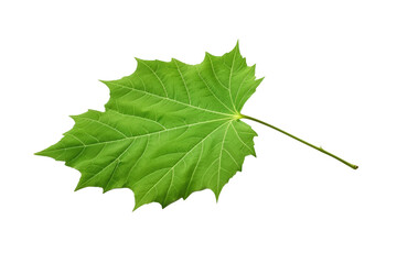 Single Green Leaf on White Background. on a White or Clear Surface PNG Transparent Background.