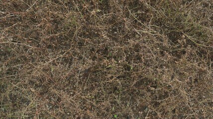 natural background, leaves and grass.