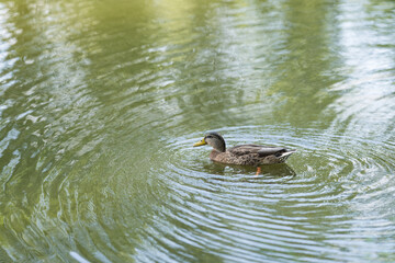 Single duck swims in a pond in park