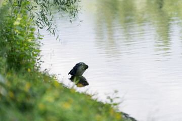 Single Coot bird cleaning feathers on a pond in park