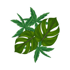 Illustration of palm leaf 
