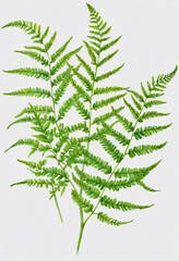 Watercolor fern branch green leaves