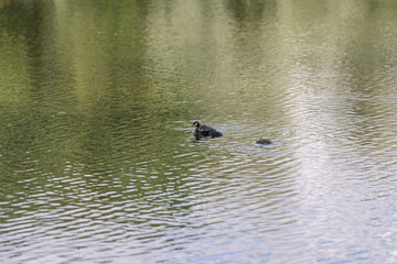 Great crested grebe family on a pond on a summer day