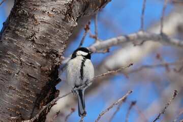 木の枝に止まるシジュウカラ