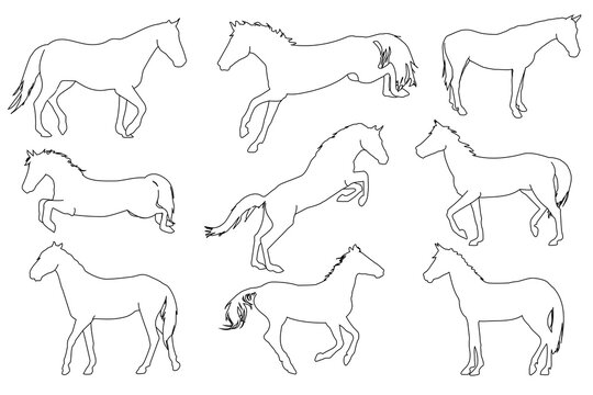 A set of vector illustrations with silhouettes of horses isolated on a white background.The main topic of equestrian sports, training, animal husbandry and veterinary medicine
