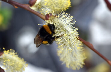 Hummel auf einem Weidenkätzchen