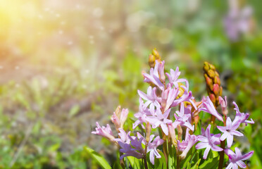Spring pink flowers on a green background, sun rays, highlights and blurred lights. Greeting card with flowers, spring background, mother's day, date, birthday, greeting banner with copy space