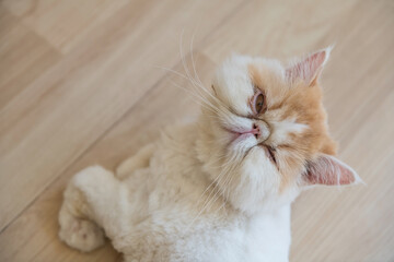 aerial portrait of yellow exotic shorthair cat look at camera