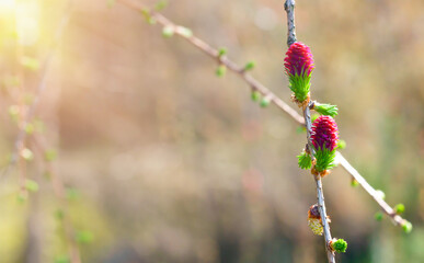 Larch flowers on a twig, sun rays and glare, spring background. Beautiful spring banner with space for copy, text and advertising. Flowering larch tree, sun rays and glare