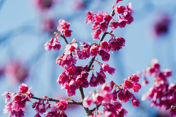 大手門に咲く桜の花