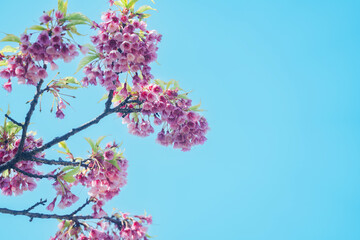 大手門に咲く桜の花 - obrazy, fototapety, plakaty