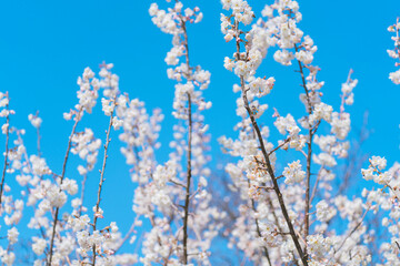 大手門に咲く桜の花