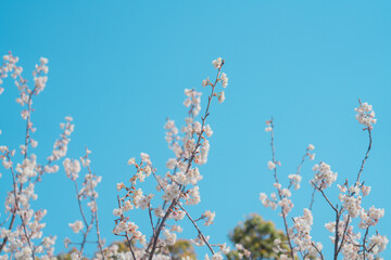 大手門に咲く桜の花