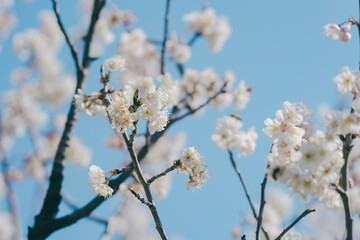 大手門に咲く桜の花