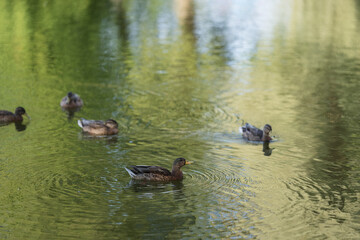 Many ducks swims in a pond in park