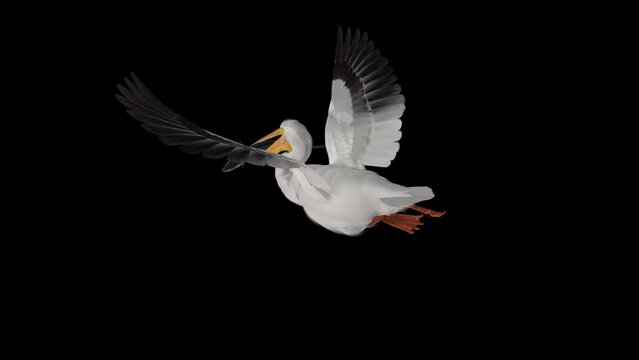 White Pelican with Fish - American Bird - Flying Loop - Back Angle View CU - Alpha Channel - Realistic 3D animation isolated on transparent background 
