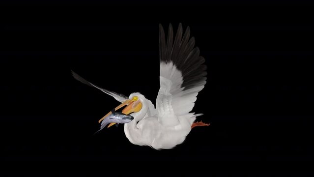 White Pelican with Fish - American Bird - Flying Loop - Side Angle View CU - Alpha Channel - Realistic 3D animation isolated on transparent background 