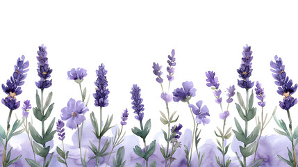 Tender watercolor lavender flowers border on white background, ideal for wedding invitations or feminine decoration. - obrazy, fototapety, plakaty