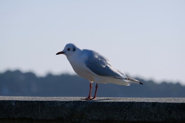 Mouette rieuse .