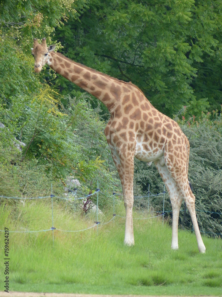 Poster girafe dans un parc animalier