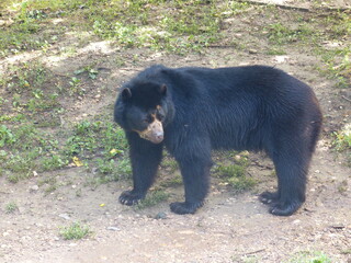 Ours dans un parc animalier