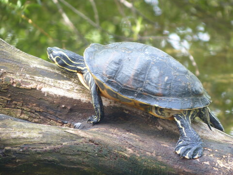 Tortue dans un &eacute;tang
