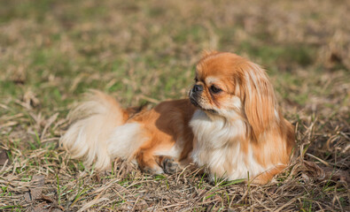 Cute fluffy little friend at nature walking. Happy dog lifestyle