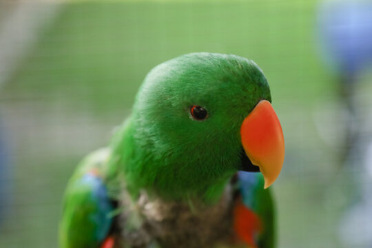 Inquisitive male green Eclectus Parrot sitting on perch in aviary