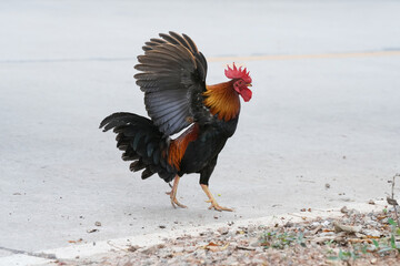 chicken rooster in the farm at countryside.