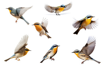 set of flying garden birds isolated on white background, cutout