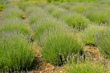 Ripe violet lavender bushes in the meadow