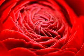 Geschlossene Blüte einer Ranunkel