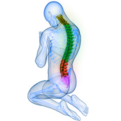 Spinal Cord Vertebral Column of Human Skeleton System Anatomy