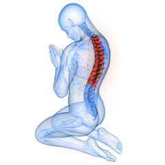 Spinal Cord Vertebral Column Thoracic Vertebrae of Human Skeleton System Anatomy